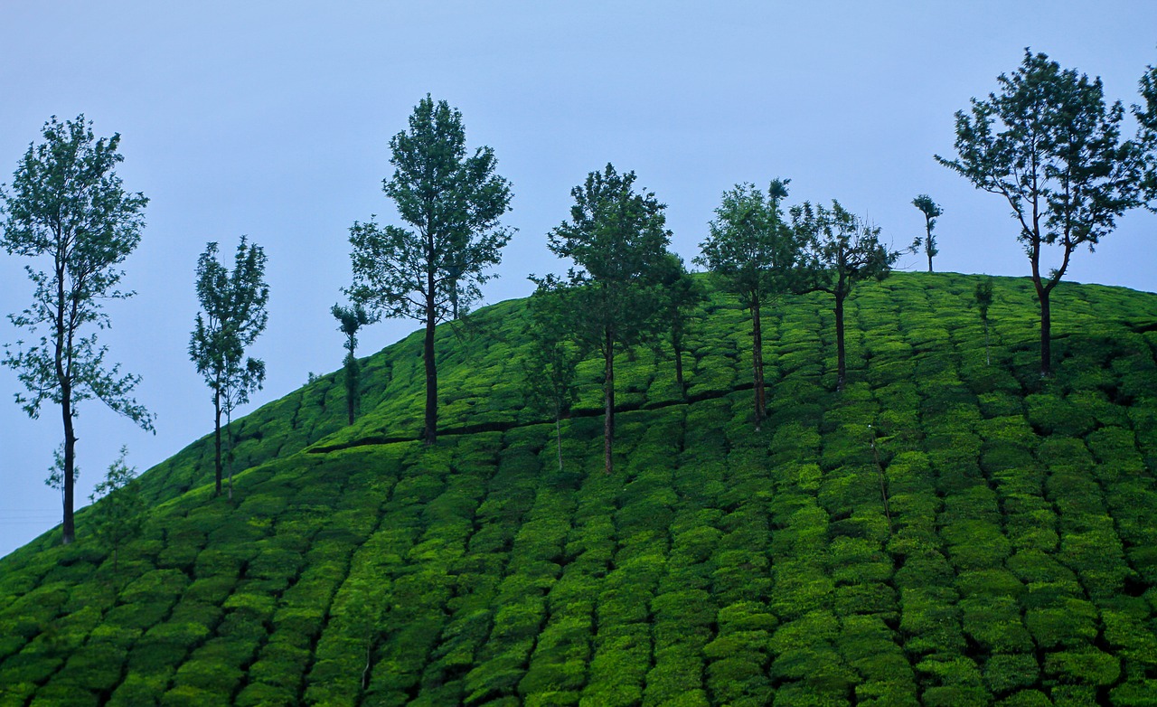 Munnar Kerala-The Home of Rolling Hills