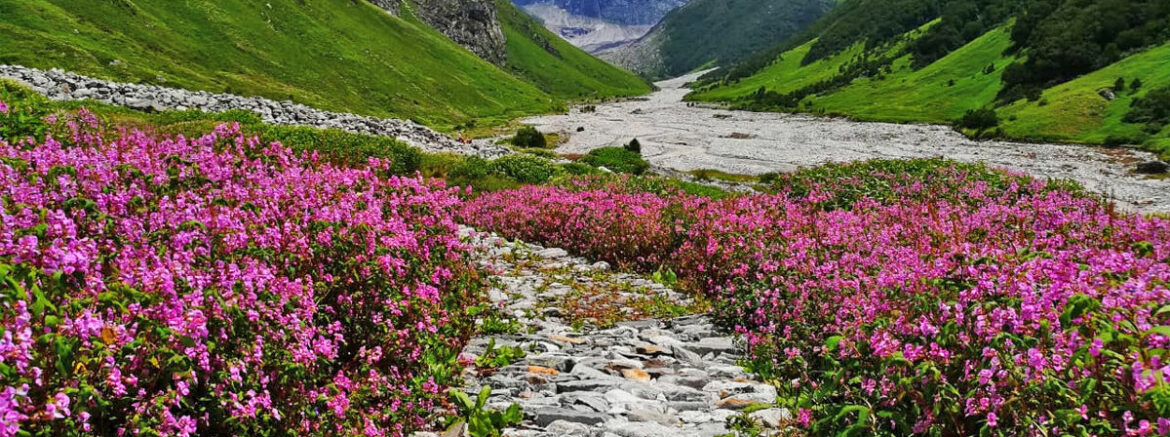 valley of flowers trek