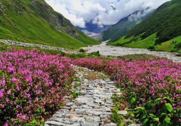 valley of flowers trek