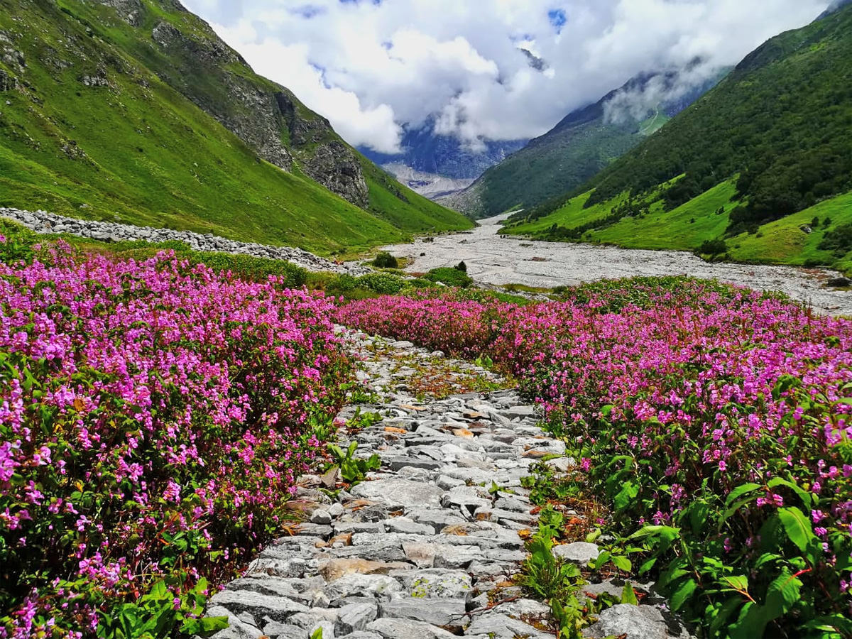 valley of flowers trek